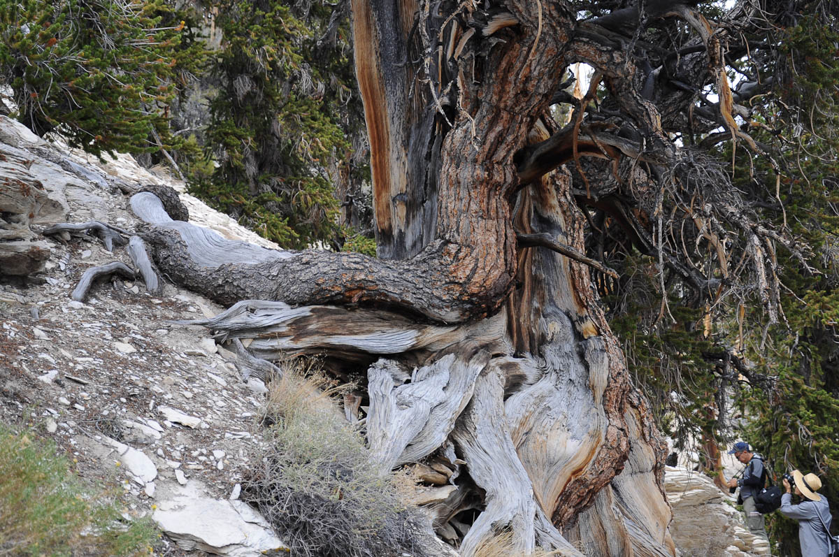 bristlecone-pine2-4.jpg