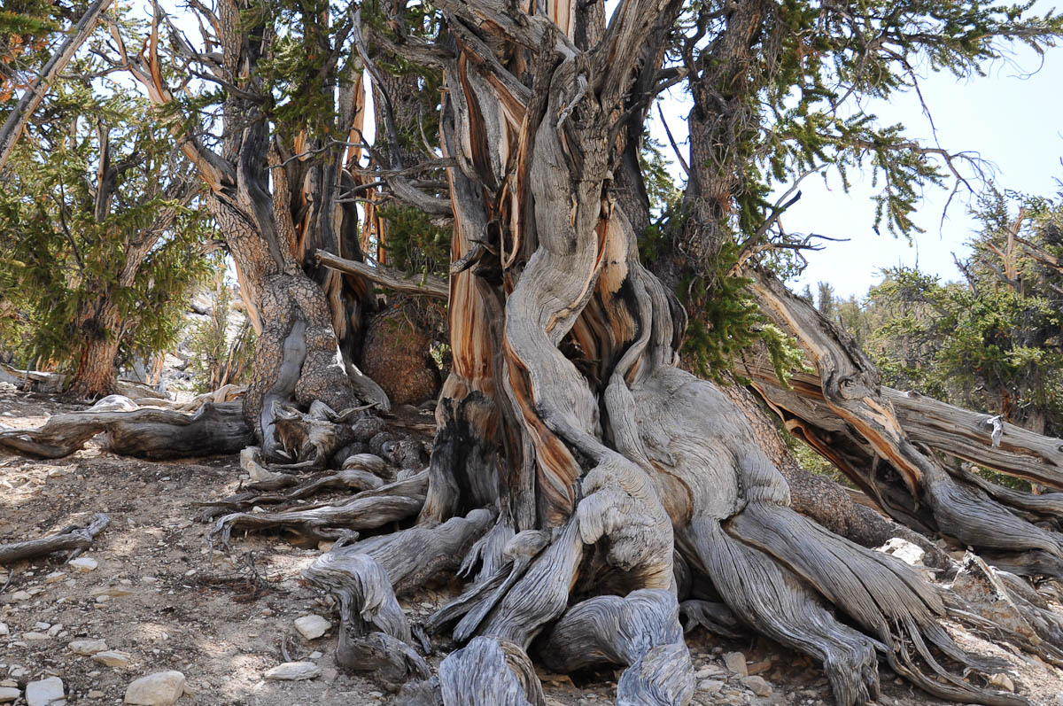 bristlecone-pine2-7.jpg