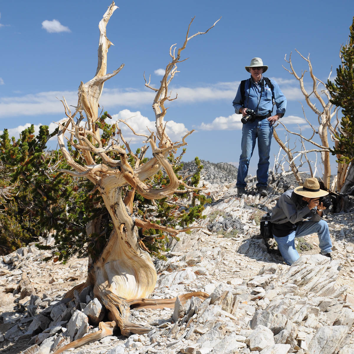 bristlecone-pine2-8.jpg