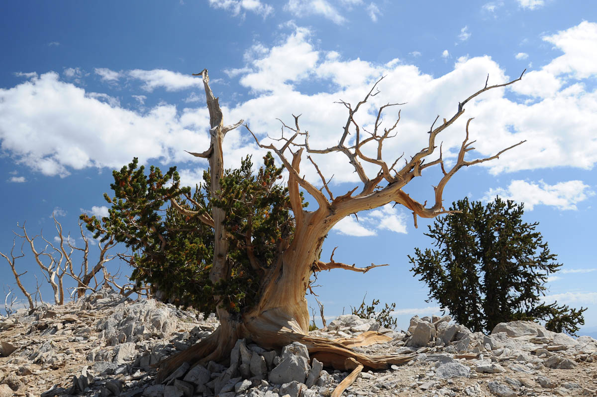 bristlecone-pine2-9.jpg