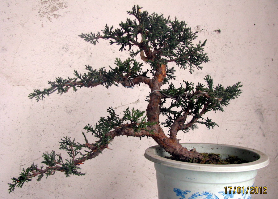  20120117 001.jpg