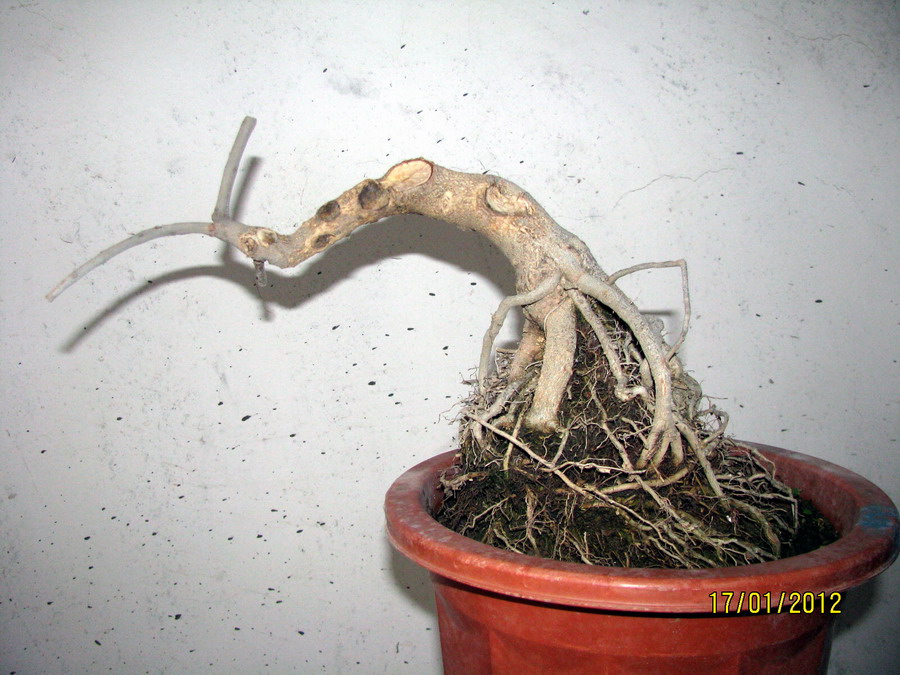  20120117 011.jpg