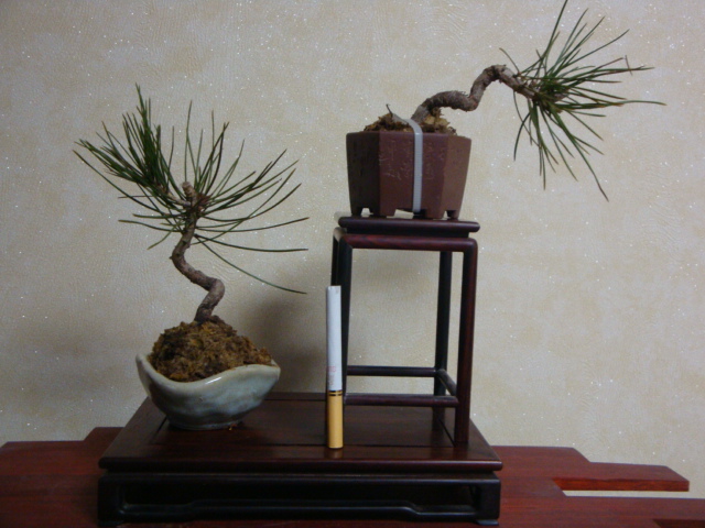 DSC07343.JPG