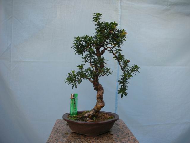 С DSCN4309.jpg