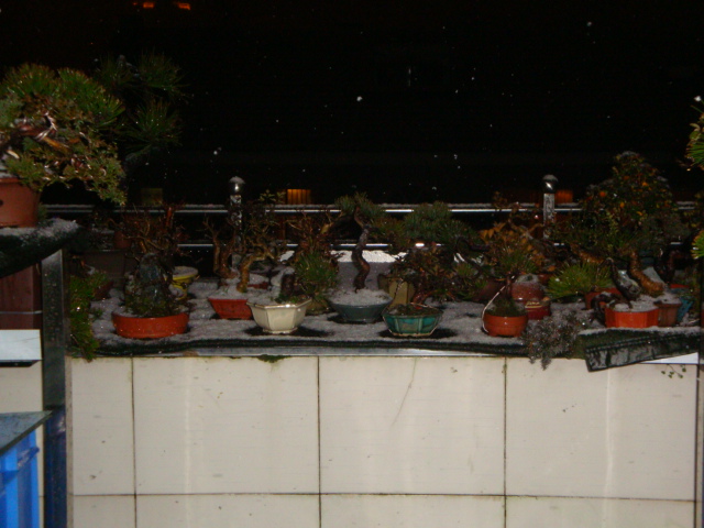 DSC07529.JPG