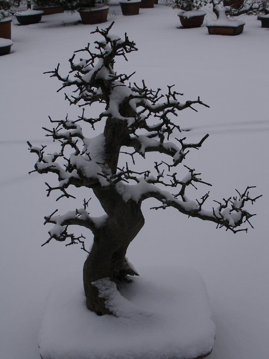 DSC00296.JPG