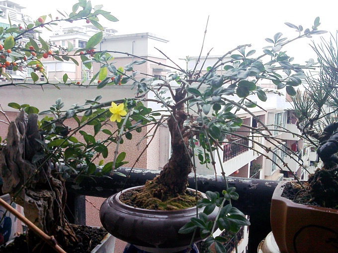 IMG0121102500.jpg