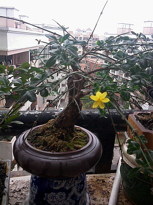 IMG0121102501.jpg