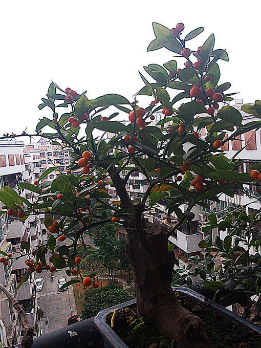 IMG0121102605.jpg