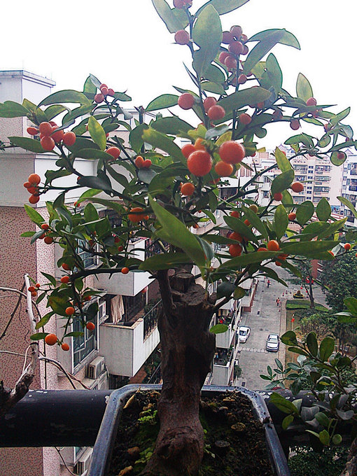 IMG0121102604.jpg