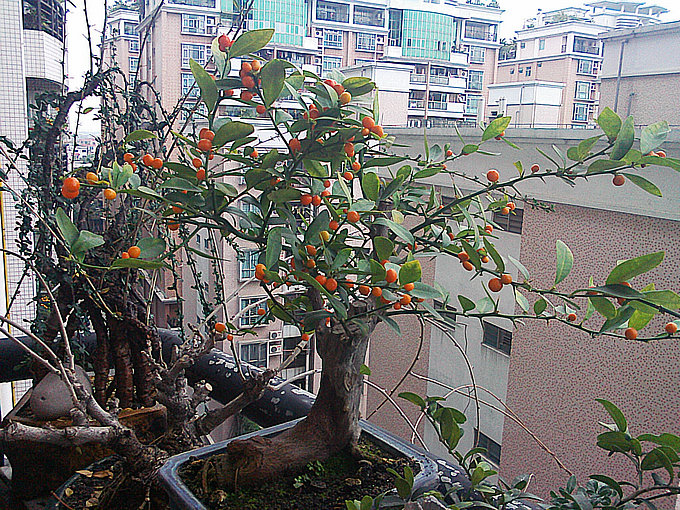 IMG0121102603.jpg