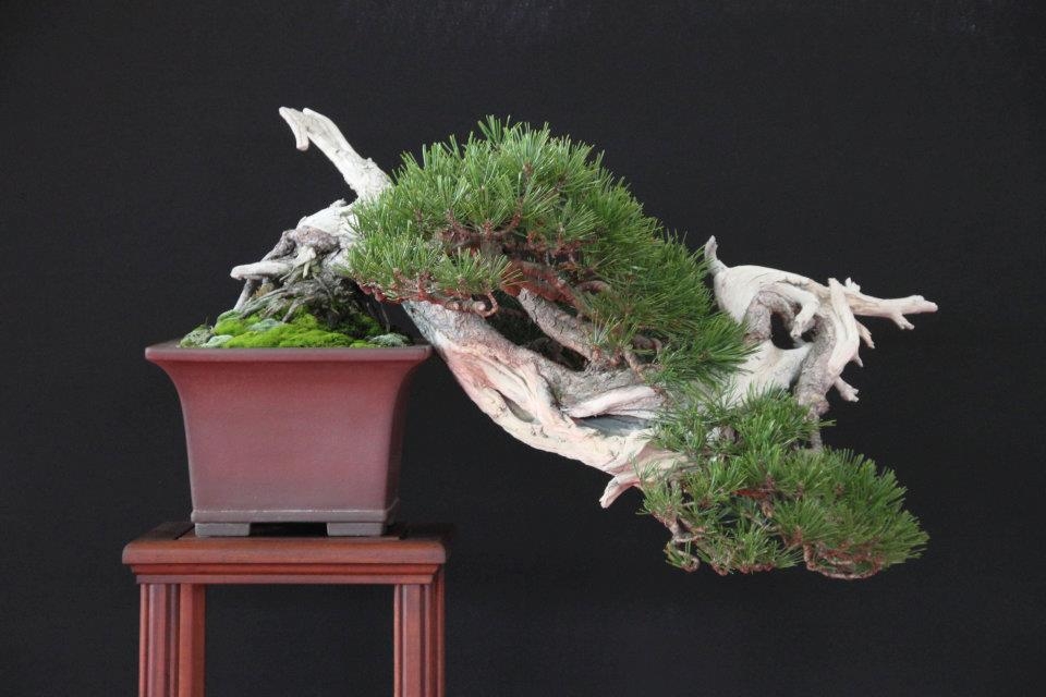Festival International du Bonsai Saulieu 8 & 9 october 2011 085.jpg