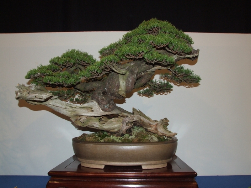 Noelanders Trophy XII 2011 3 (2).jpg