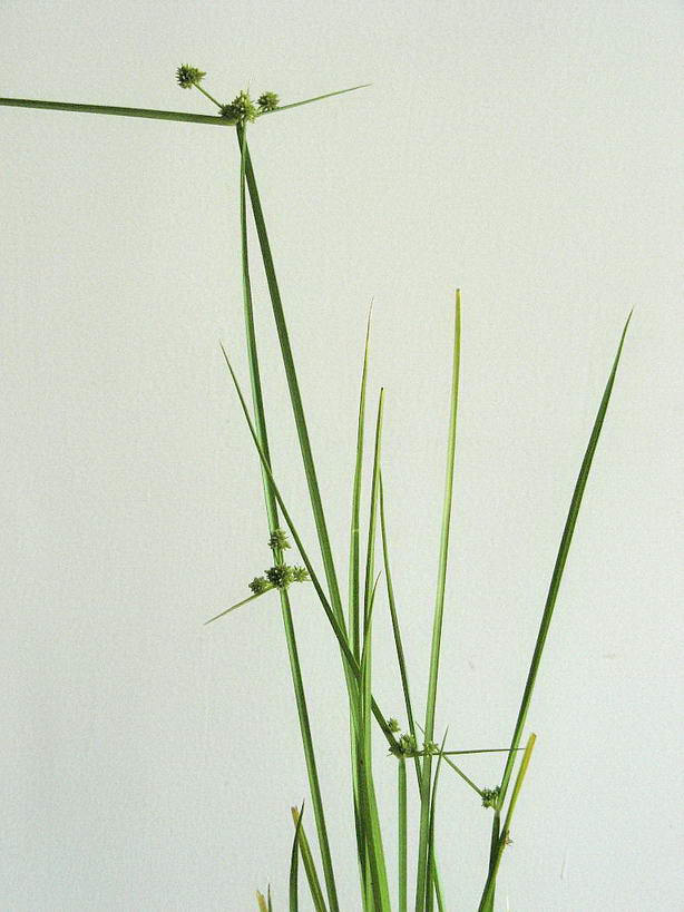 1c.jpg