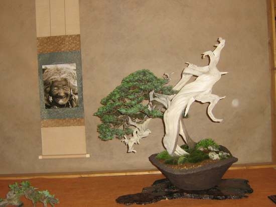 Arco Bonsai 2008 (3).jpg