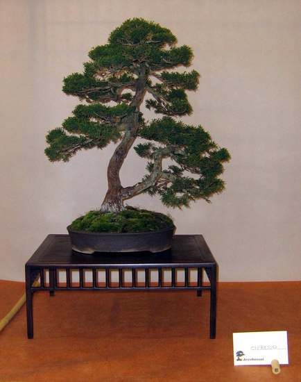 Arco Bonsai 2008 (4).jpg