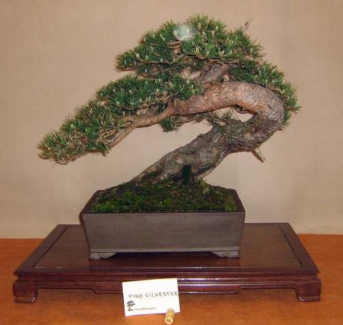 Arco Bonsai 2008 (9).jpg