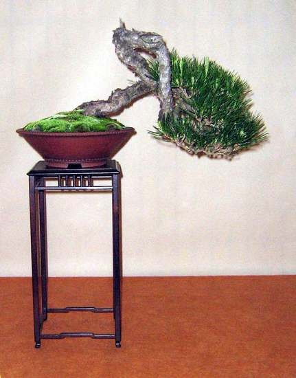 Arco Bonsai 2008 (10).jpg