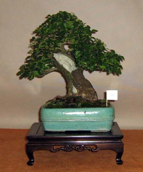 Arco Bonsai 2008 (11).jpg