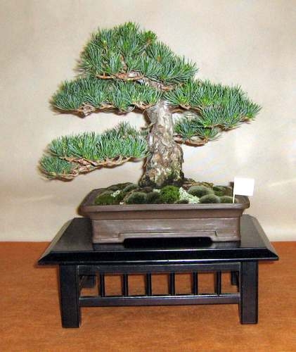 Arco Bonsai 2008 (12).jpg