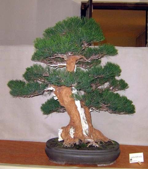 Arco Bonsai 2008 (17).jpg