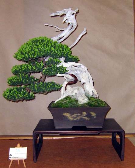 Arco Bonsai 2008 (18).jpg