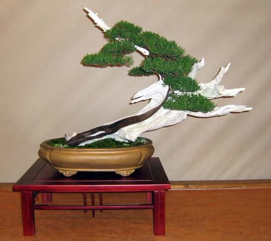 Arco Bonsai 2008 (19).jpg