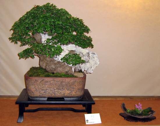 Arco Bonsai 2008 (21).jpg
