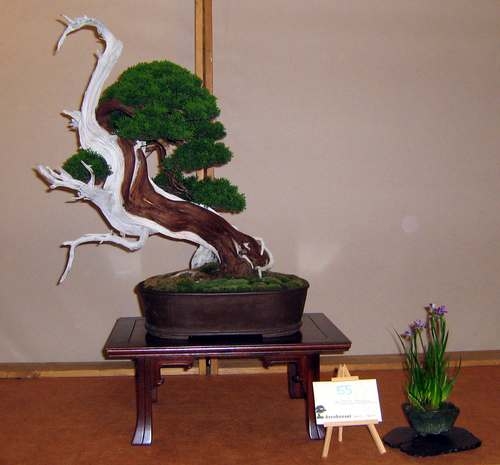 Arco Bonsai 2008 (23).jpg