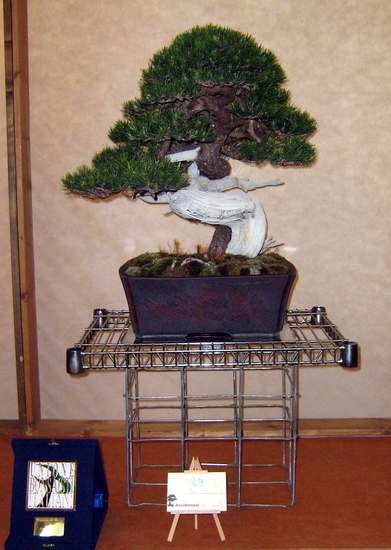 Arco Bonsai 2008 (24).jpg