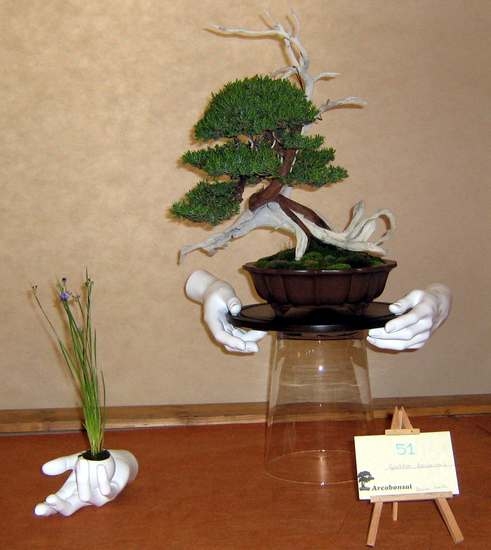 Arco Bonsai 2008 (25).jpg