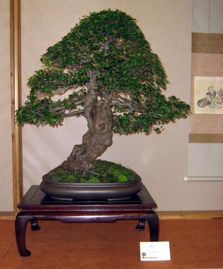 Arco Bonsai 2008 (28).jpg