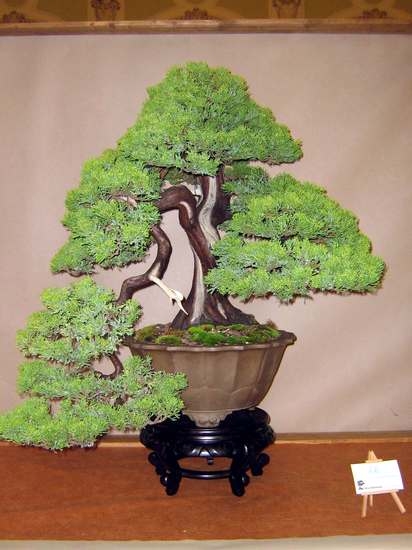Arco Bonsai 2008 (29).jpg
