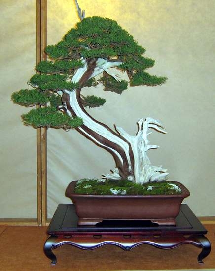 Arco Bonsai 2008 (33).jpg