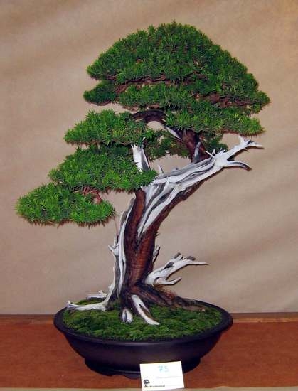 Arco Bonsai 2008 (34).jpg