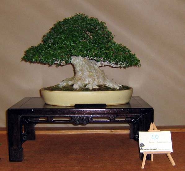 Arco Bonsai 2008 (36).jpg