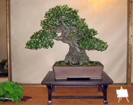Arco Bonsai 2008 (38).jpg