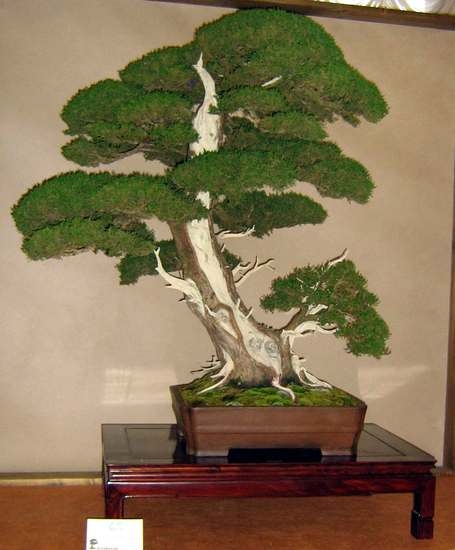Arco Bonsai 2008 (39).jpg