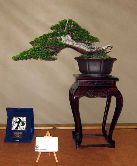 Arco Bonsai 2008 (40).jpg