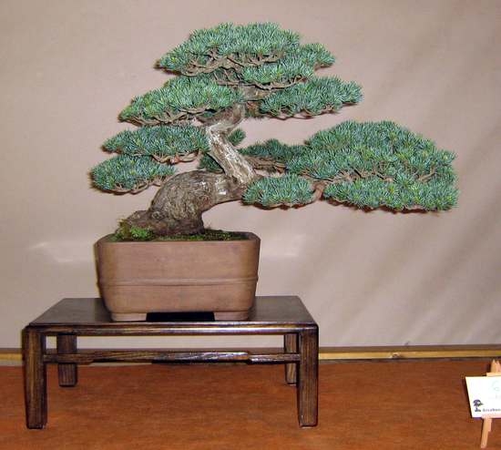 Arco Bonsai 2008 (41).jpg