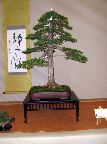 Arco Bonsai 2008 (43).jpg