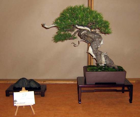 Arco Bonsai 2008 (49).jpg