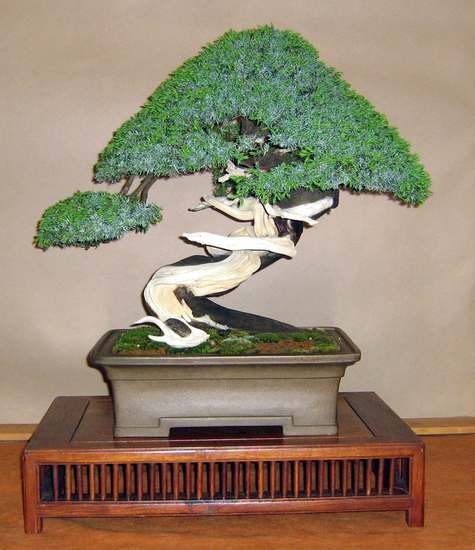 Arco Bonsai 2008 (50).jpg