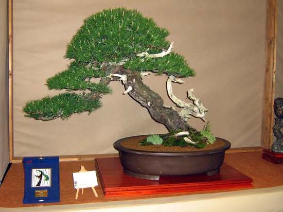 Arco Bonsai 2008 (51).jpg