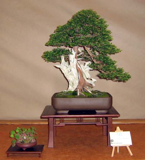 Arco Bonsai 2008 (57).jpg