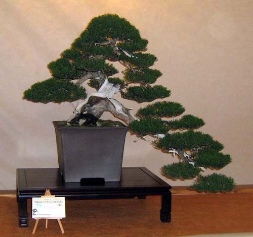 Arco Bonsai 2008 (60).jpg