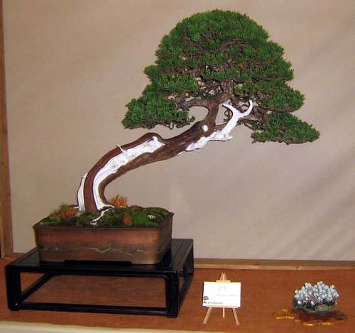 Arco Bonsai 2008 (61).jpg