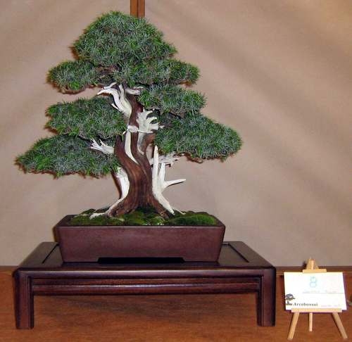Arco Bonsai 2008 (62).jpg