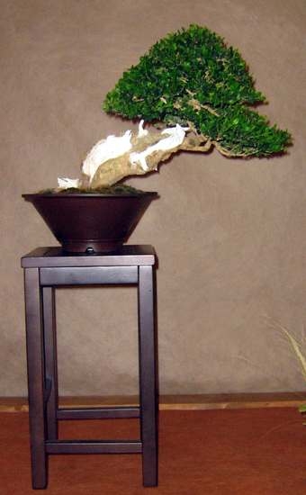 Arco Bonsai 2008 (63).jpg