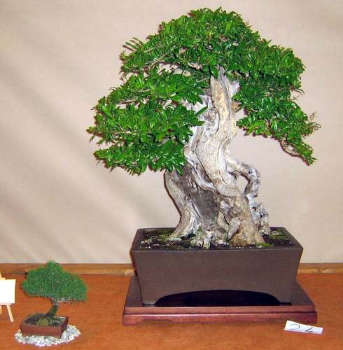Arco Bonsai 2008 (67).jpg